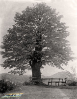Die alte Linde auf dem Burgberg Die alte Linde auf dem Burgberg