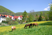 Fr&uuml;hlingserwachen 2005