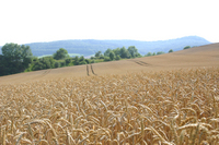 Nachsommer 2
