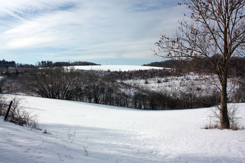 Blick zum aufgeforsteten Graben