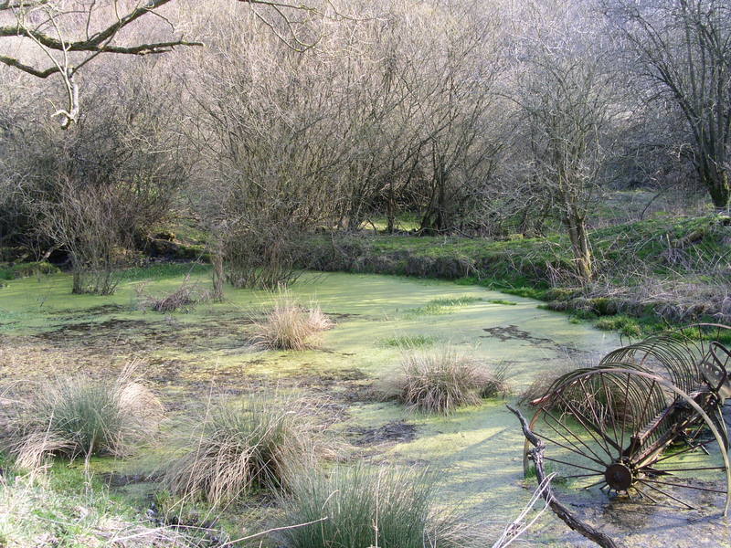 Der alte Teich am Keudelstein (2004)