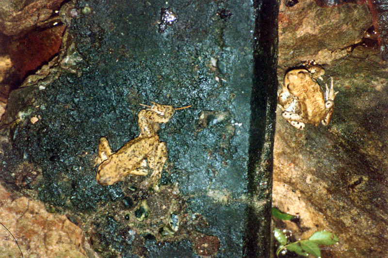 Keudelsteiner Gewölbe mit Fröschen (September 1993)  